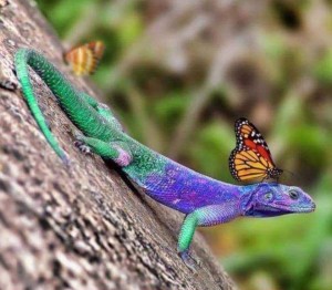 cameleon with Butterfly